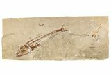 Cretaceous Predatory Fish (Eurypholis) Fossil - Hakel, Lebanon #200283-1